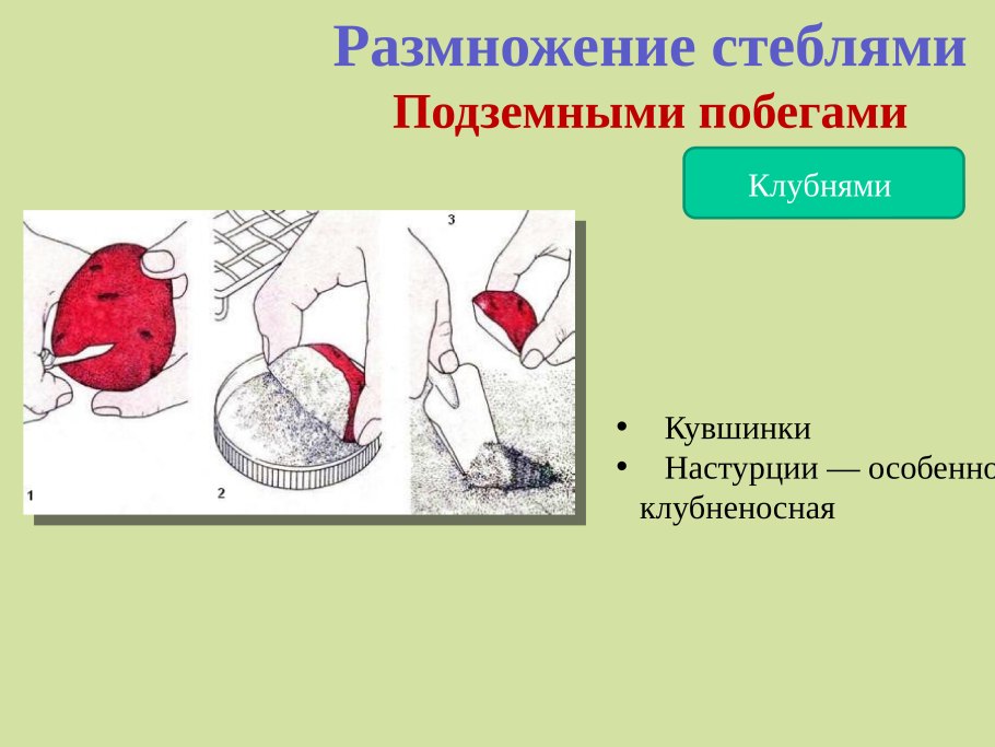 Бесполое размножение растений