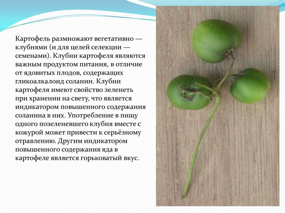 Вегетативное размножение растений луковицами