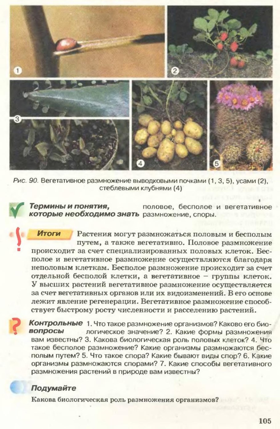 Способы вегетативного размножения картинки