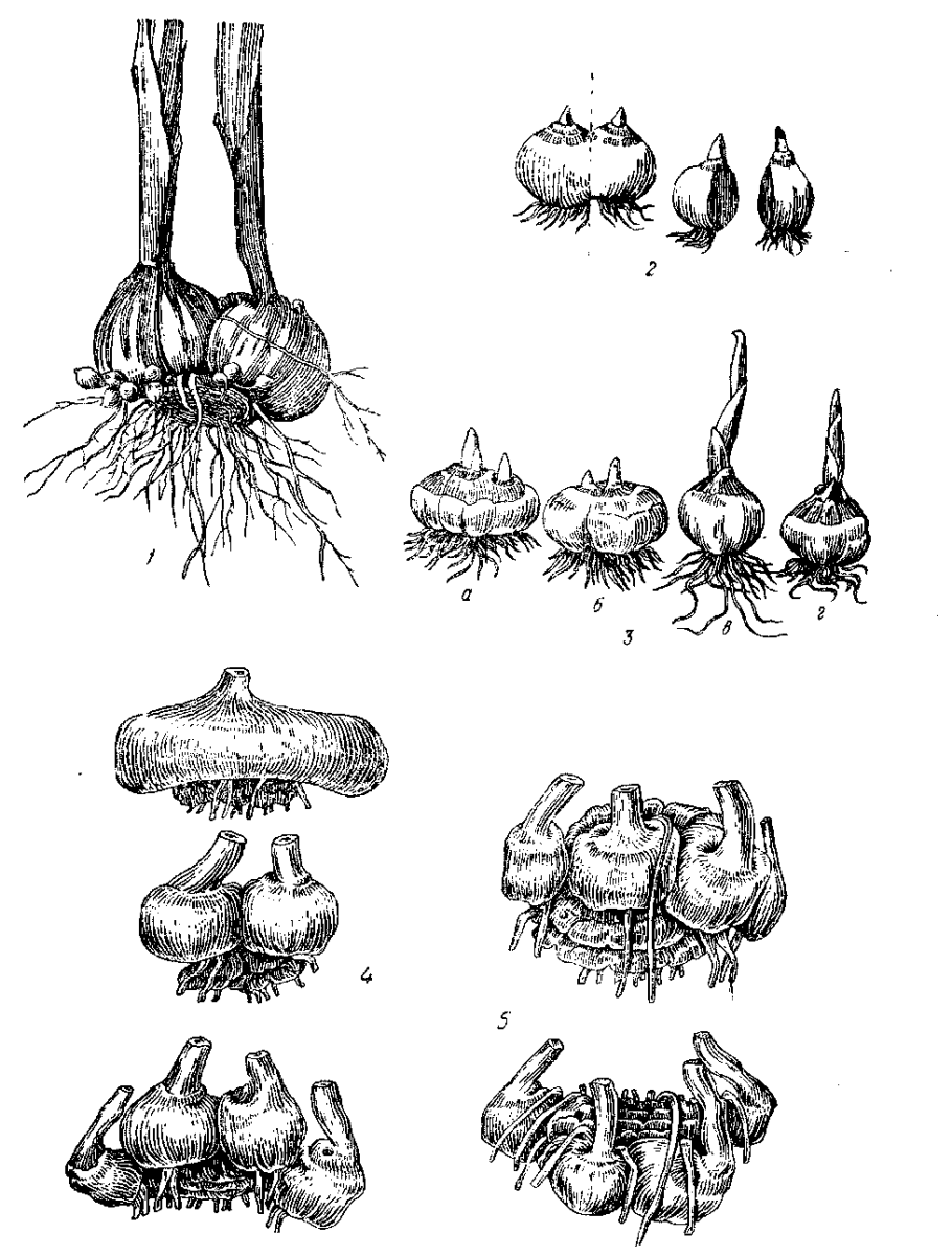 Размножение клубнями