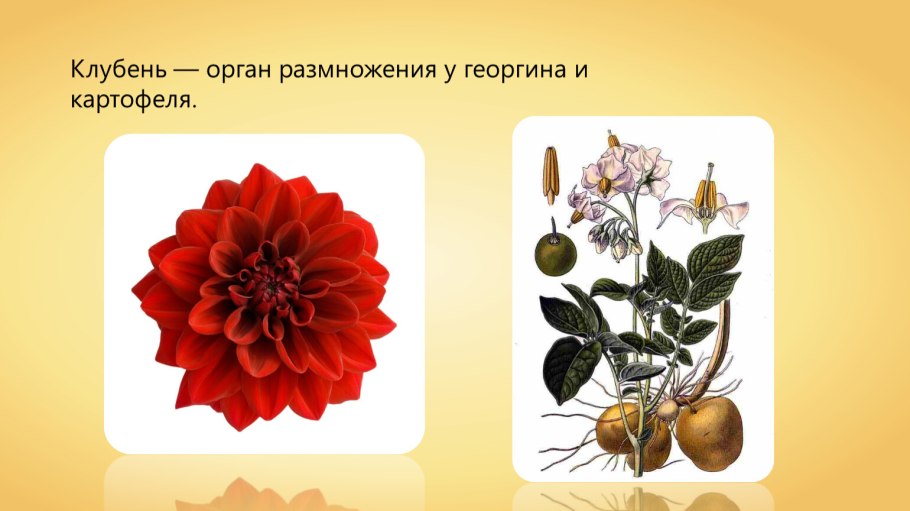 Цикл роста картофеля