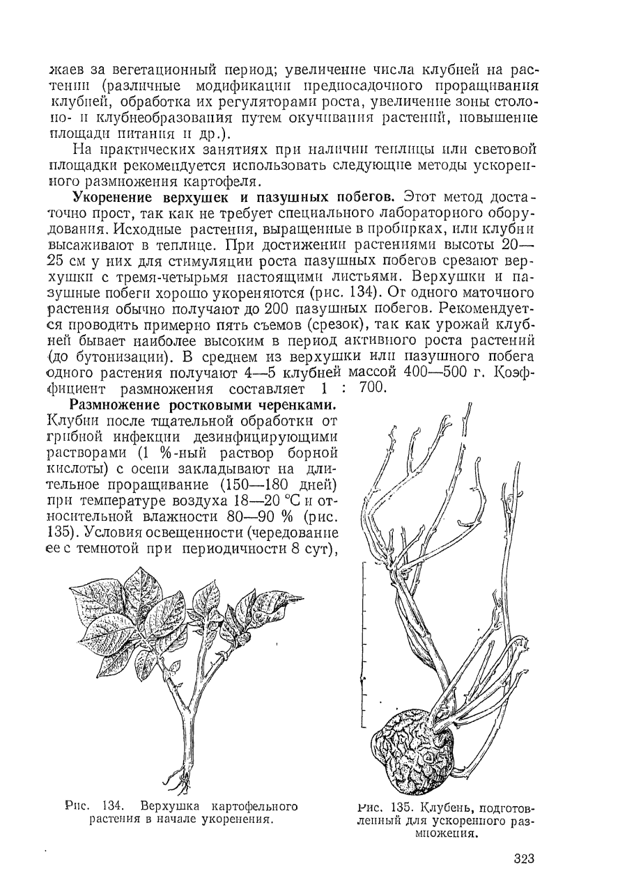 Картофель может размножаться