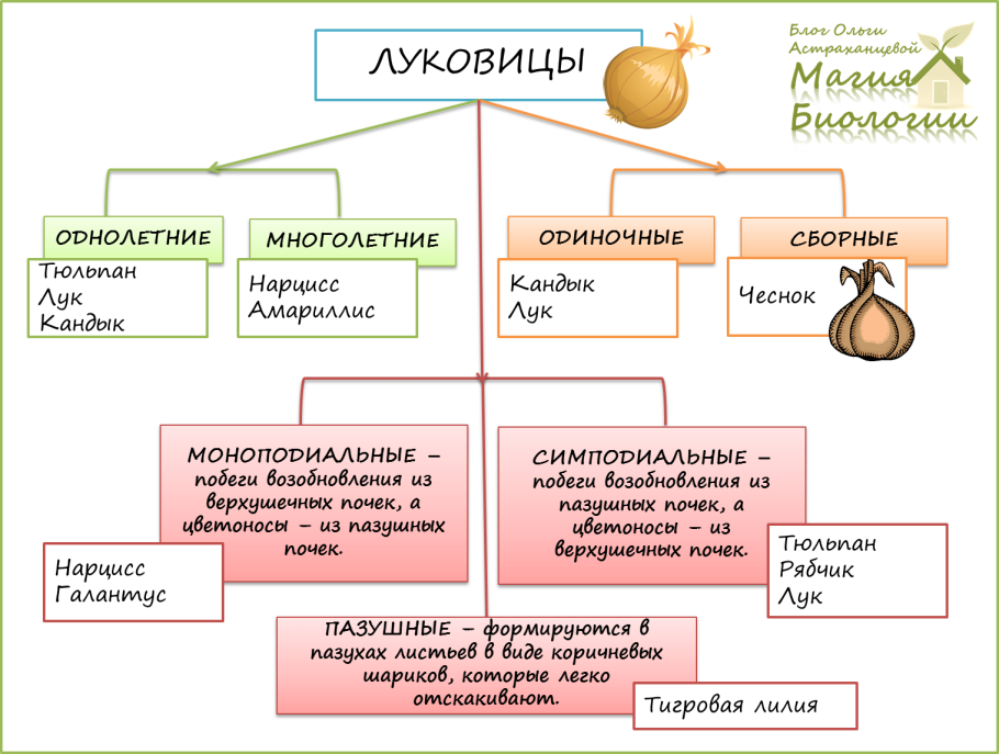 Способы вегетативного размножения растений луковицами