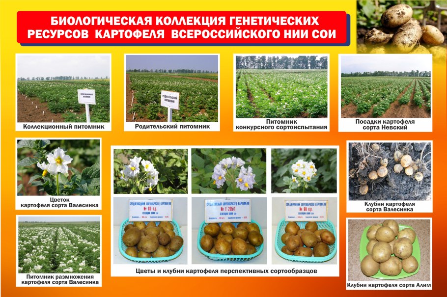 Замиокулькас строение побега