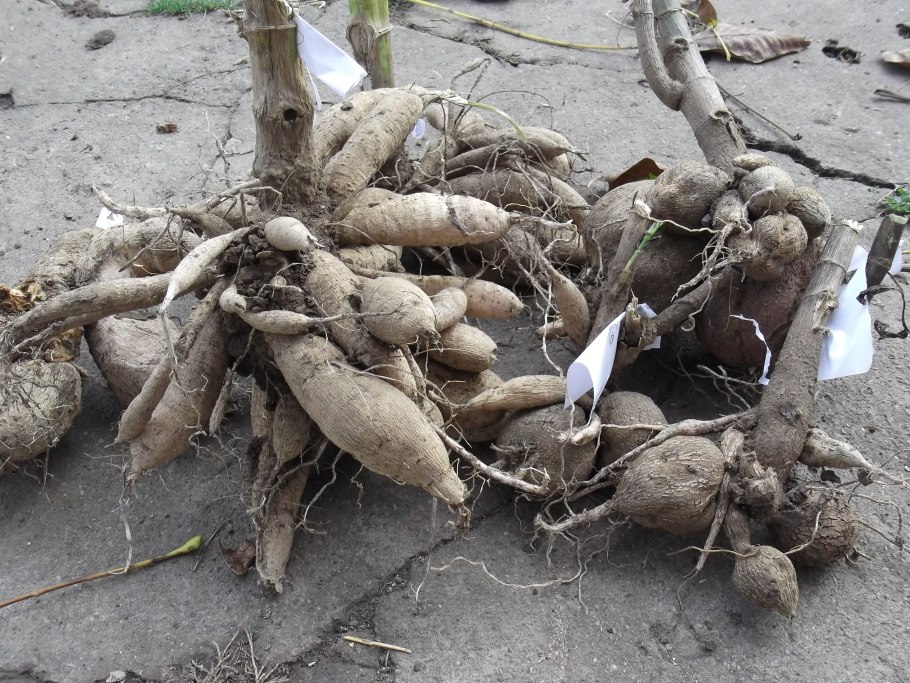 Клубника схема посадки двухстрочная