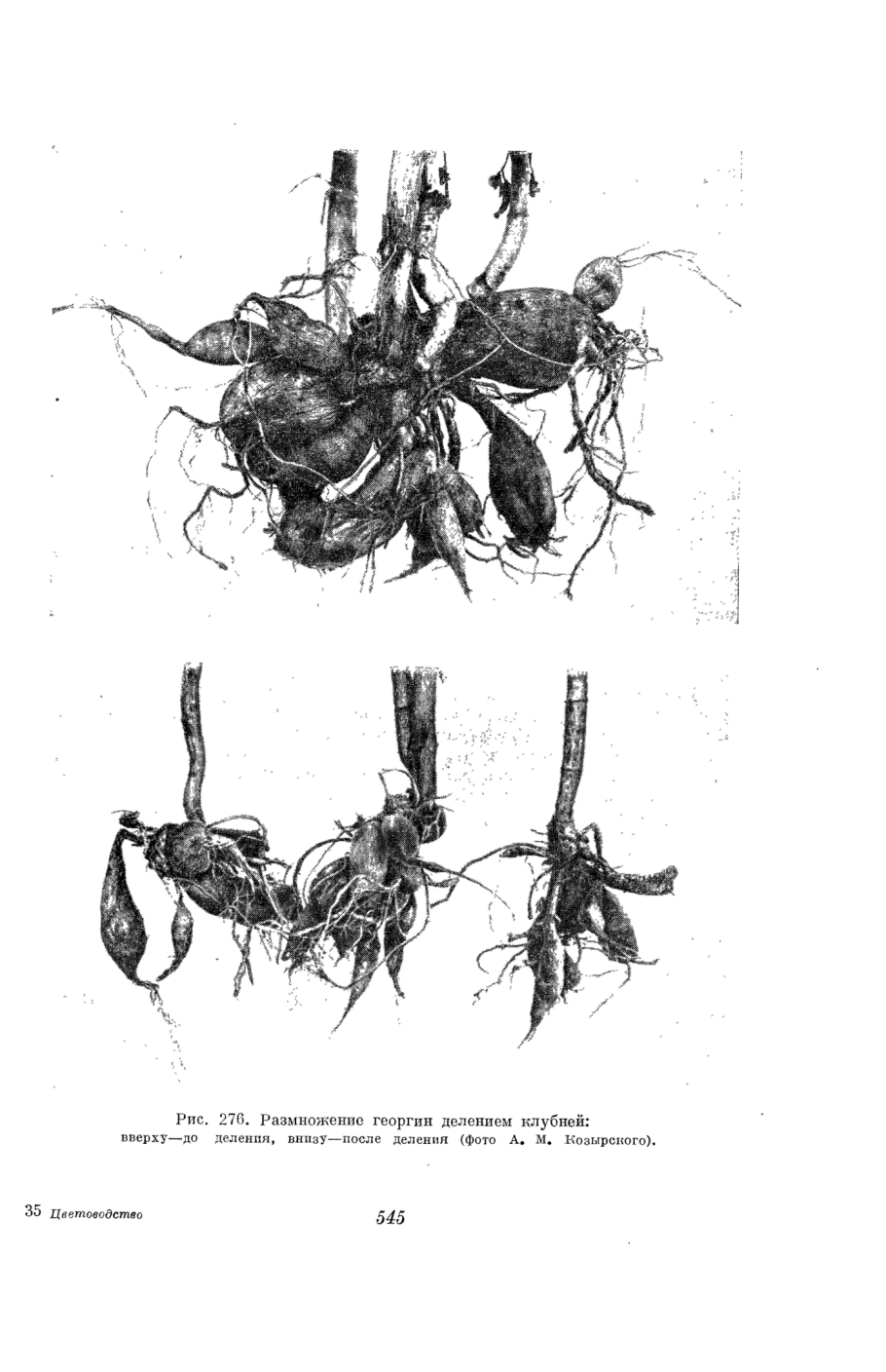 Типы прививка вегетативное размножение