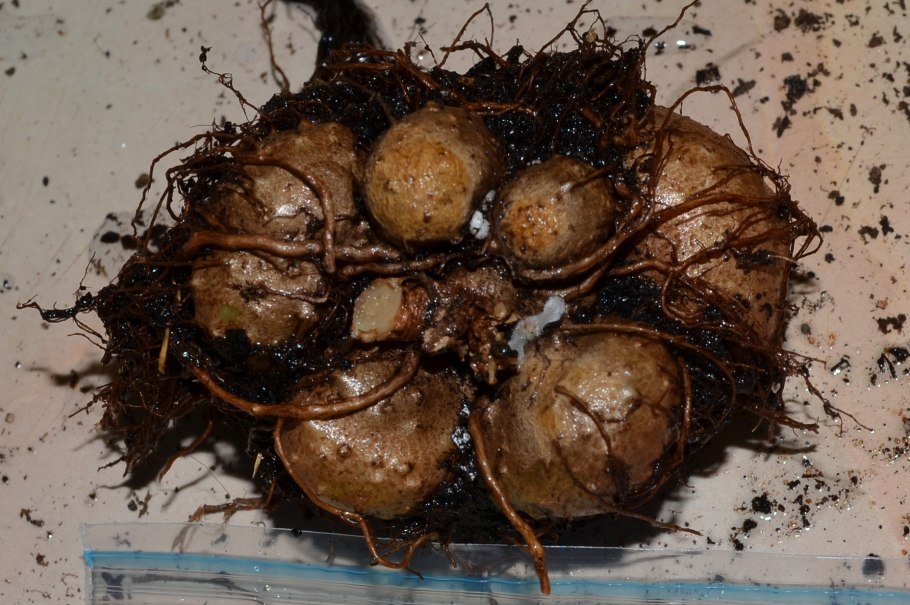 Строение корневища луковицы