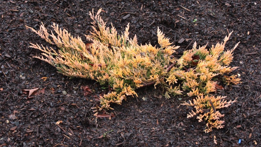 Juniperus conferta 'Sunflower' PBR