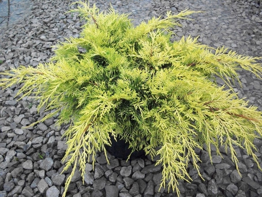 Juniperus horizontalis King of Spring на штамбе