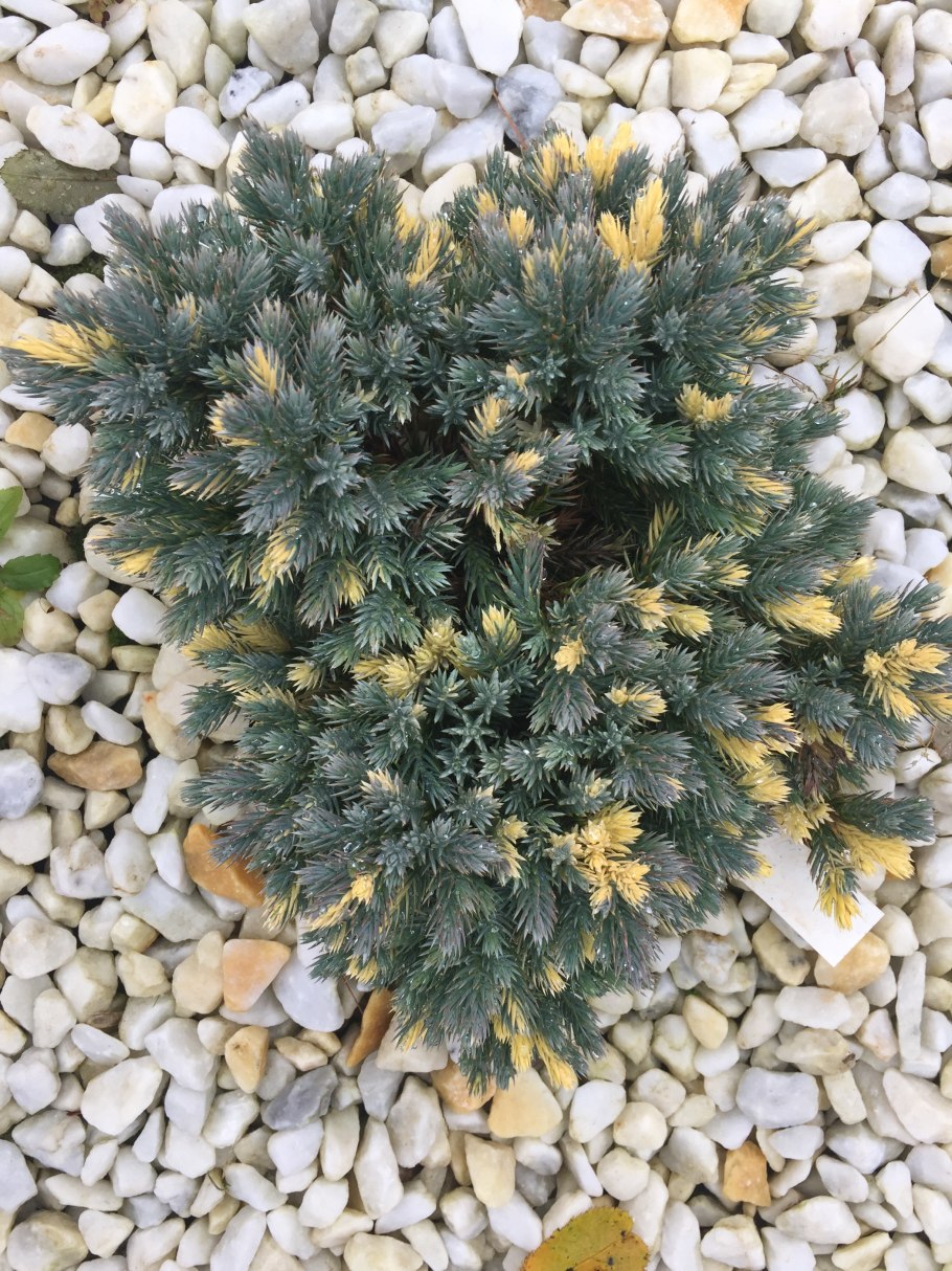 Juniperus horizontalis Limeglow можжевельник описание