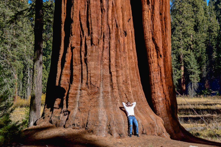 Растения Северной Америки Секвойя