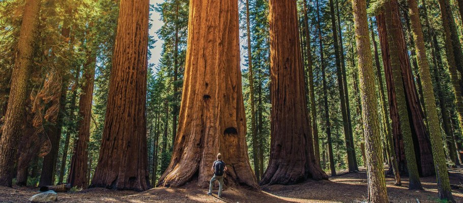 Секвойя парк Калифорния иголки