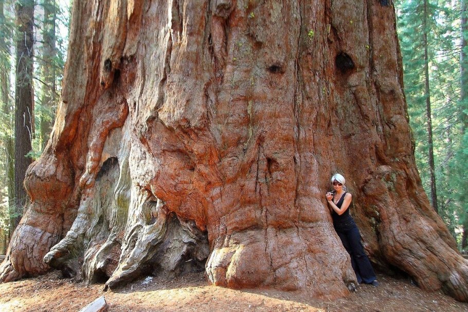 Секвойя и красное дерево