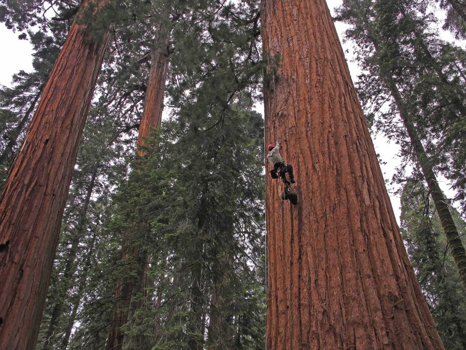 Секвойя гигантская Эдинбург