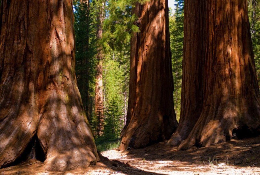 Национальный парк Секвойя США