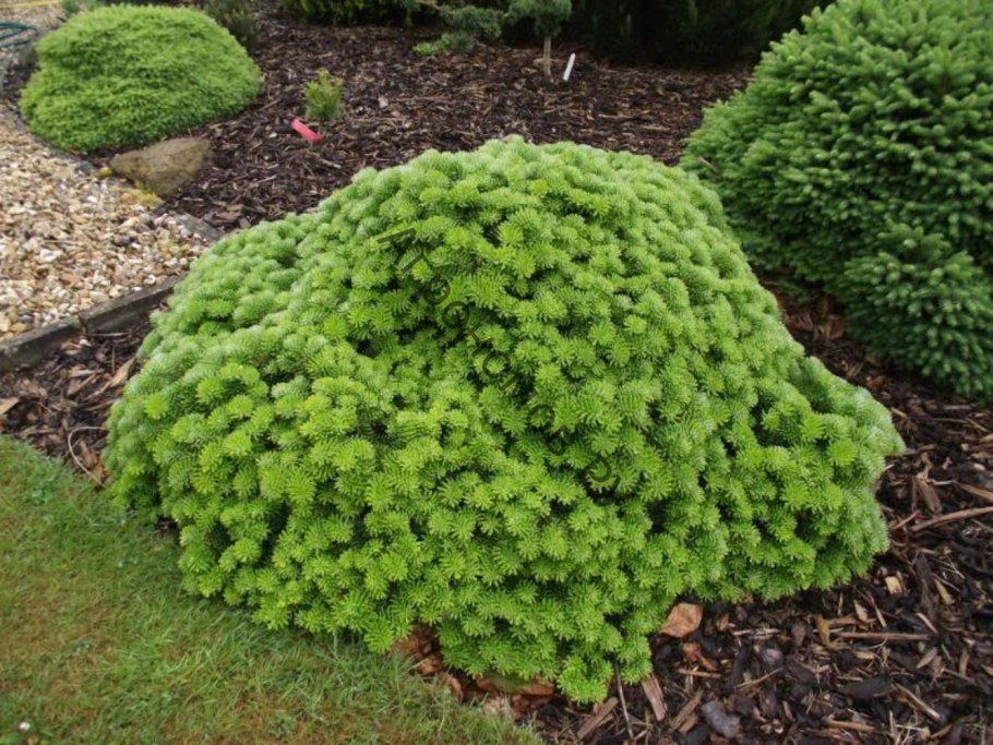 Камнеломка шаровидная