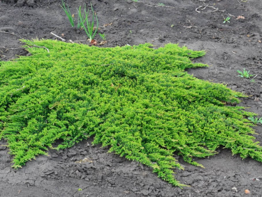 Колокольчик Биберштейна рокарий