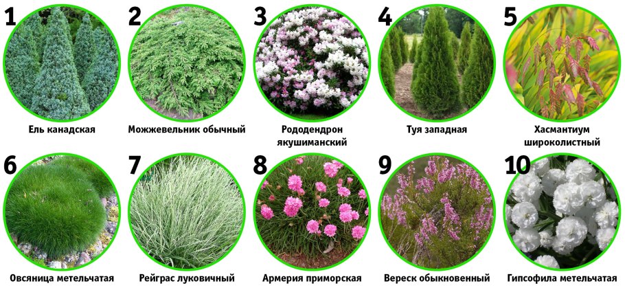 Список растений для цветника