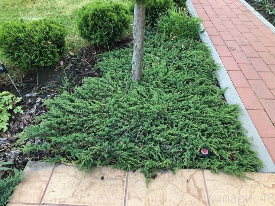 Можжевельник Прокумбенс Нана