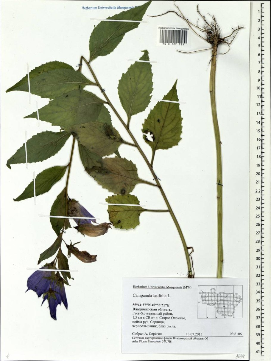 Колокольчик крапиволистный гербарий