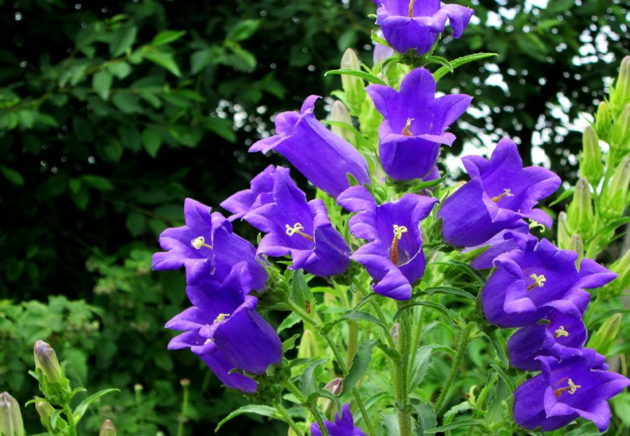Campanula (колокольчик) trachelium
