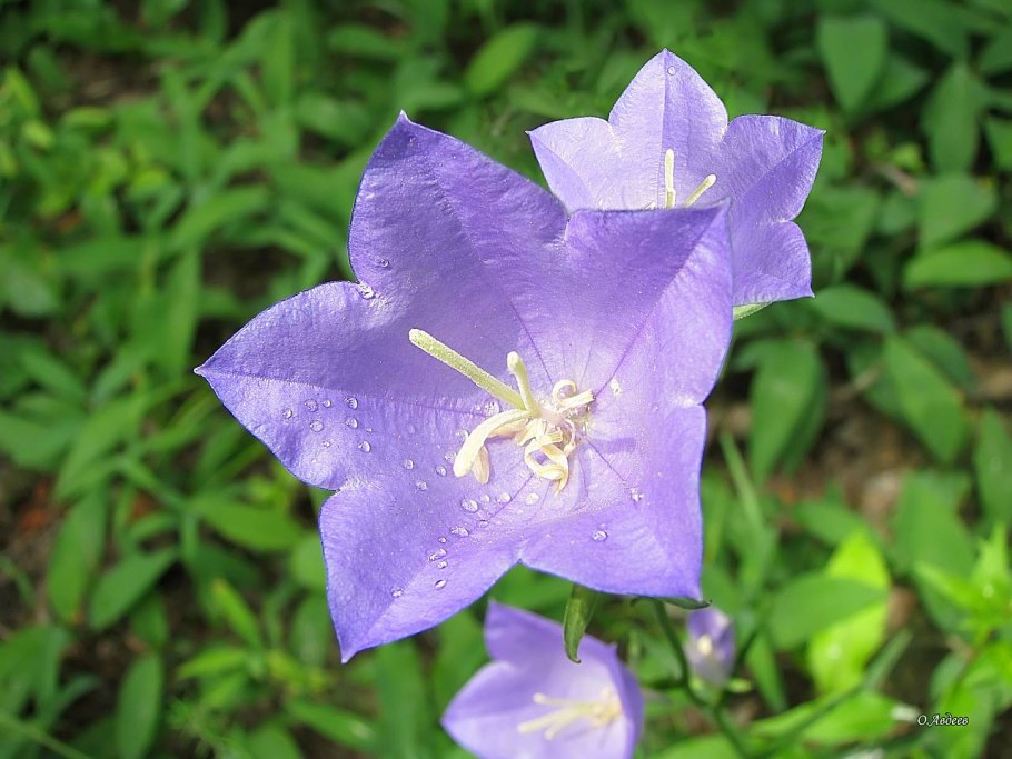 Семейство Колокольчиковые представители
