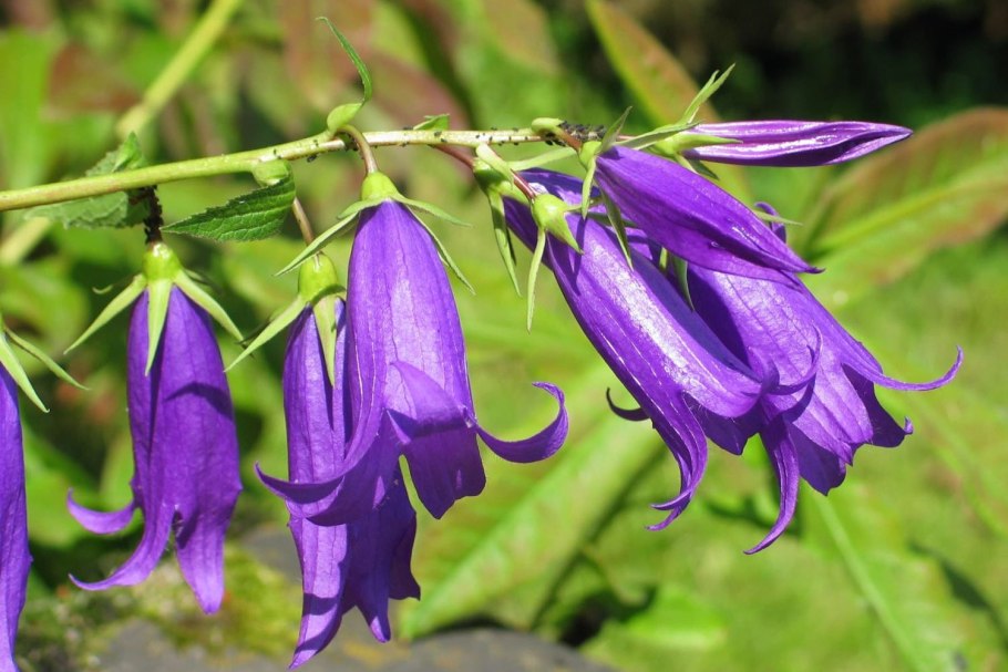 Растения которые занесены в красную книгу России 2 класс