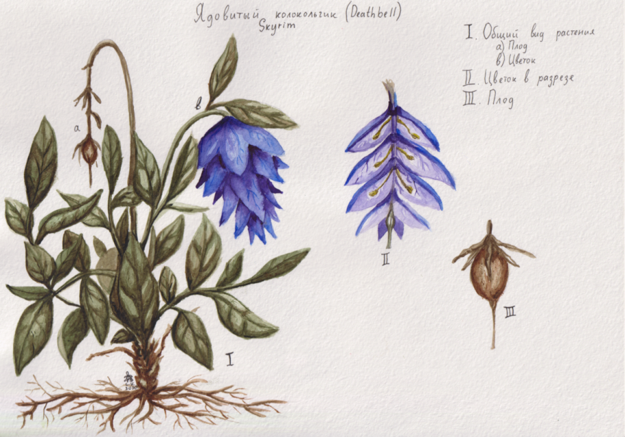 Колокольчик раскидистый Ботаническая иллюстрация