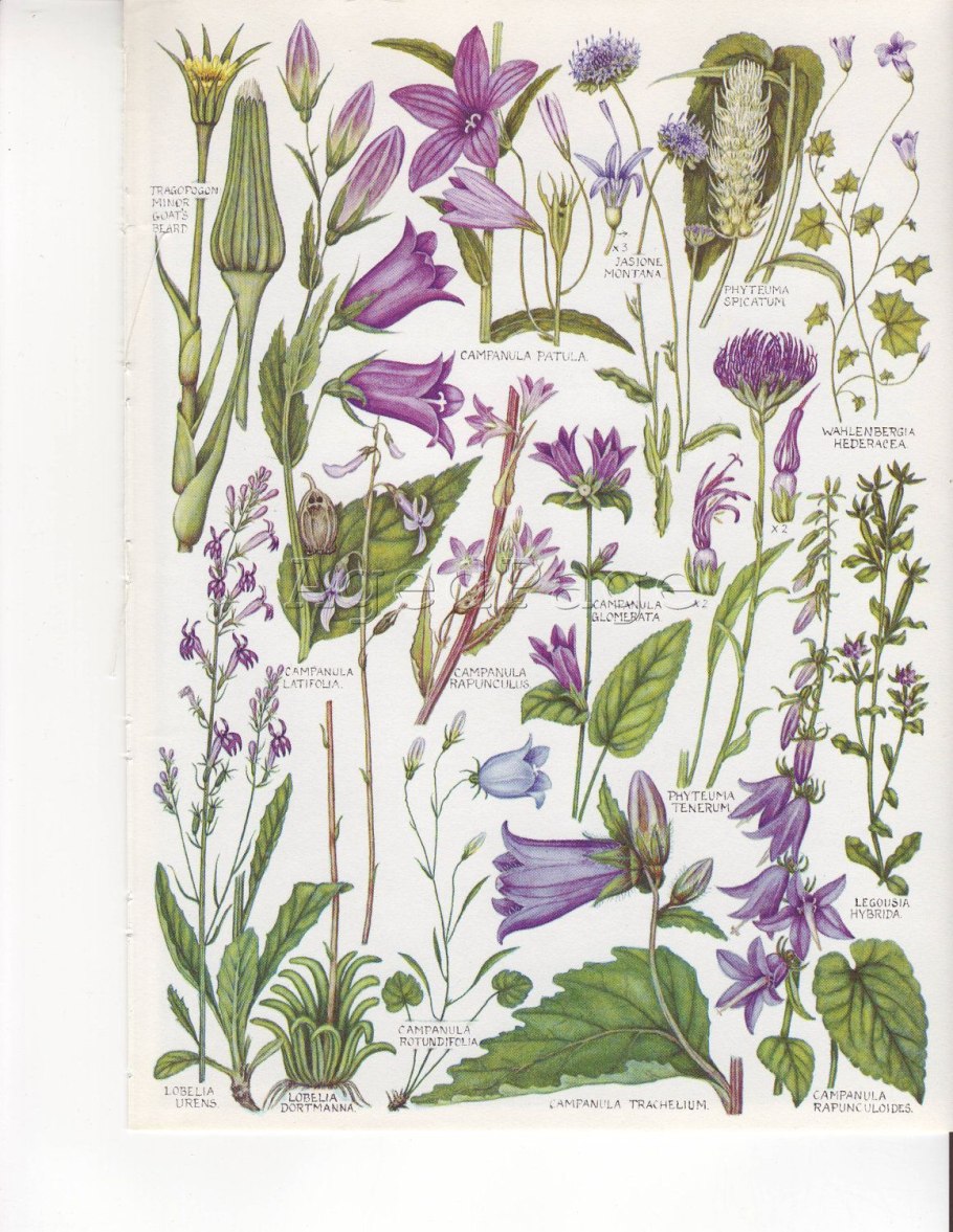 Стебель колокольчика