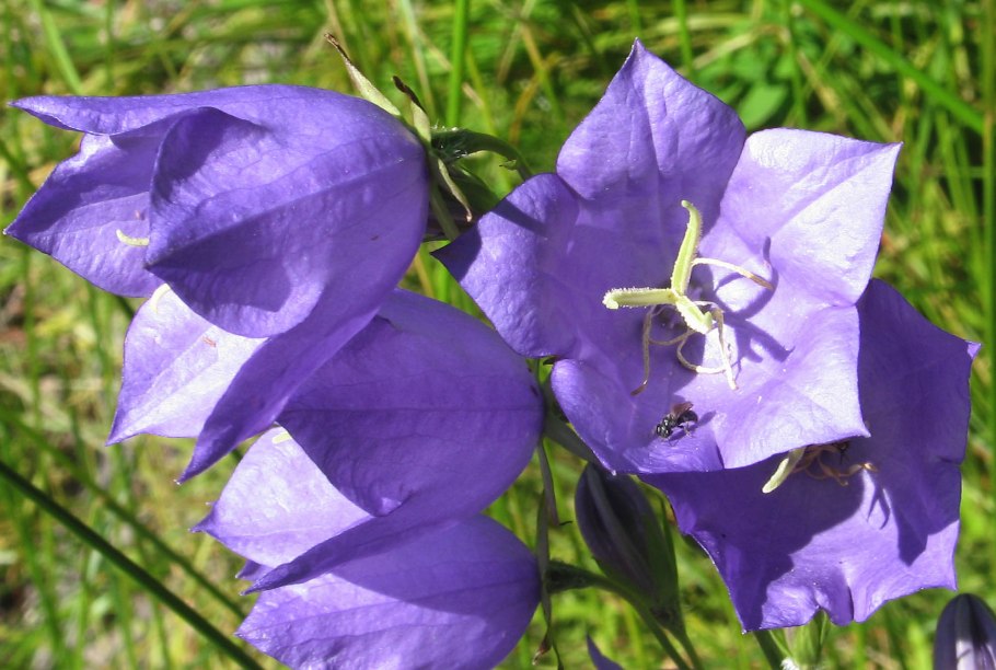 Колокольчик Campanula latifolia