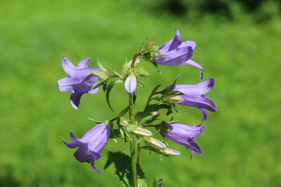 Колокольчик персиколистный строение