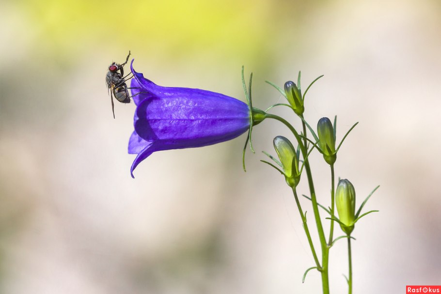 Колокольчик раскидистый Ботаническая иллюстрация
