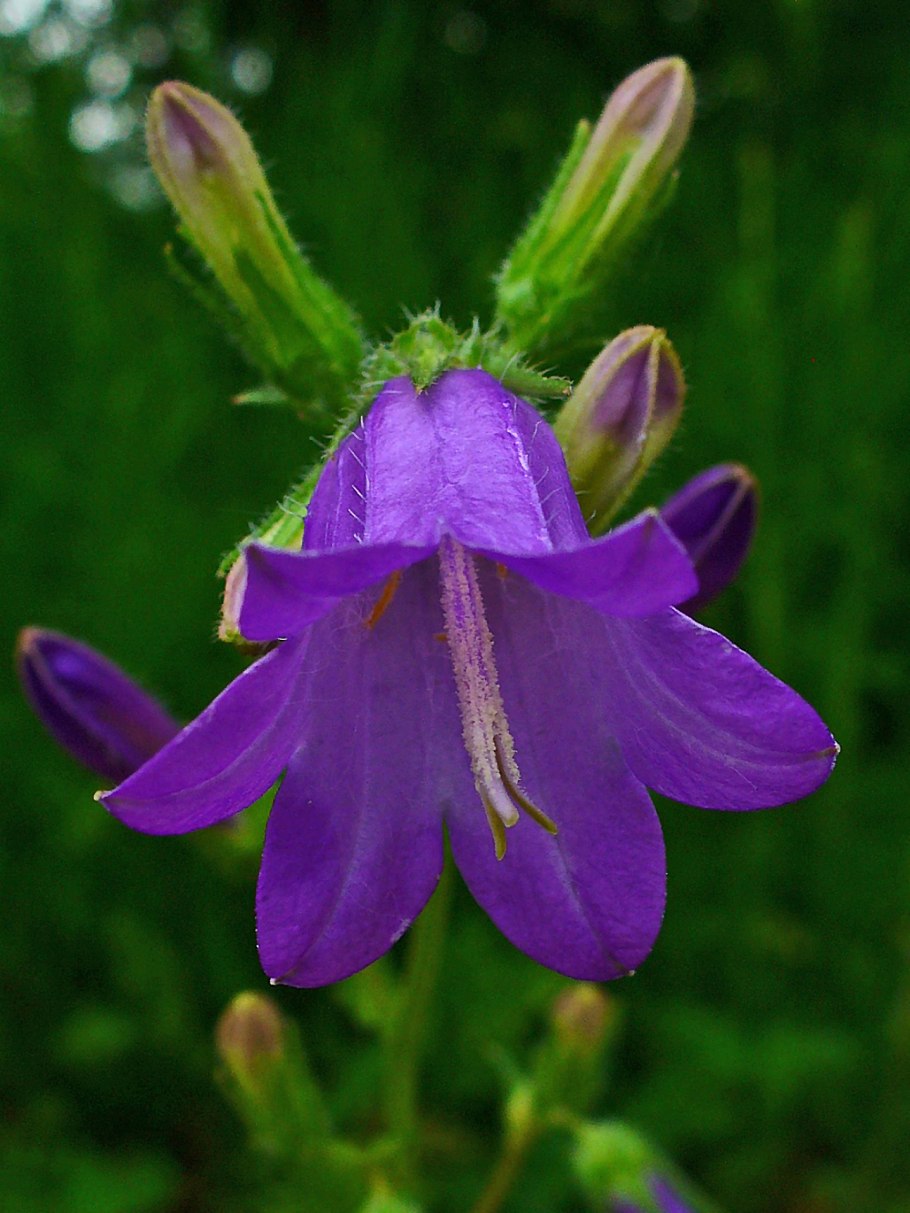 Колокольчик шерстистый