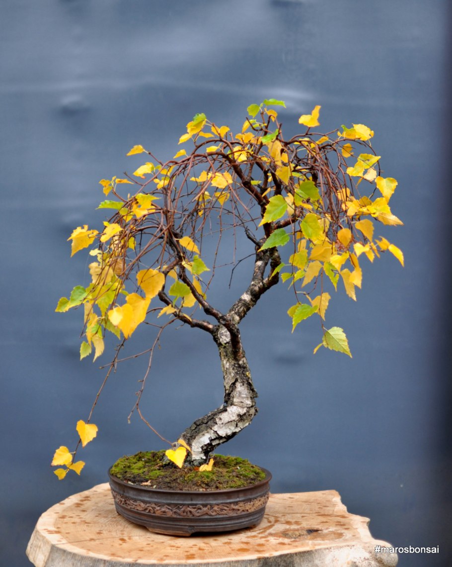 Плакучая береза бонсай