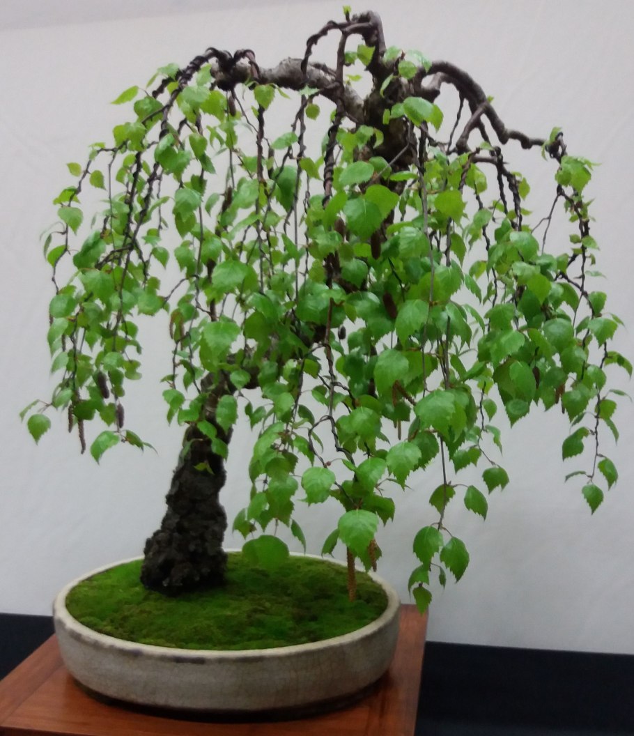 Плакучая береза бонсай