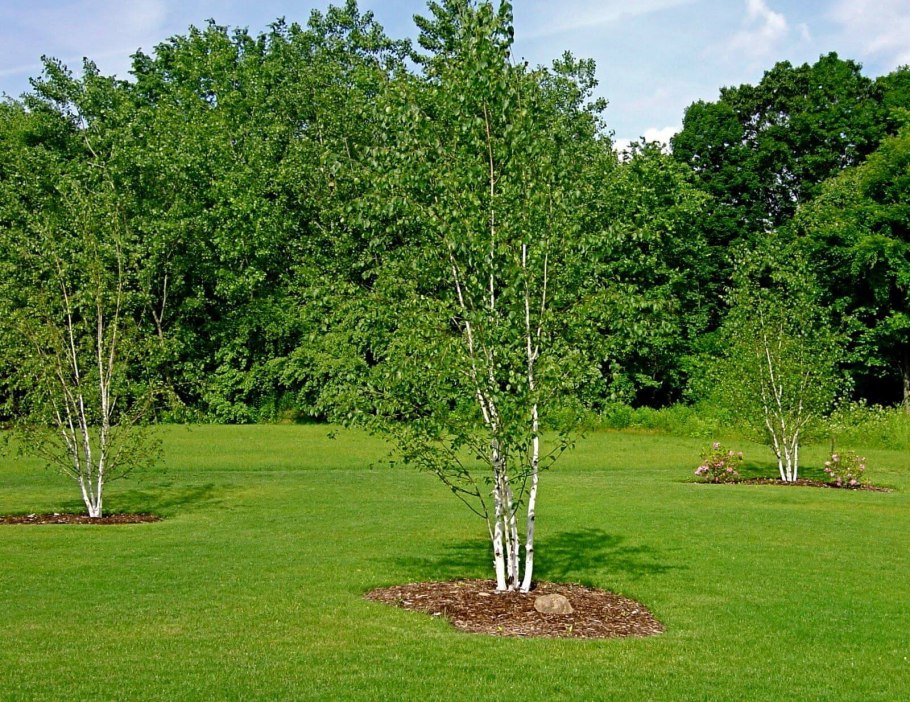 Betula pendula бонсай