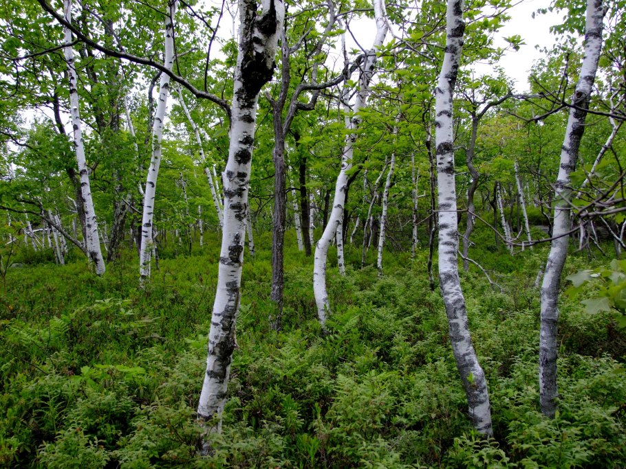 Искусство выращивания точной копии нас.ВР.дерево миниатюре
