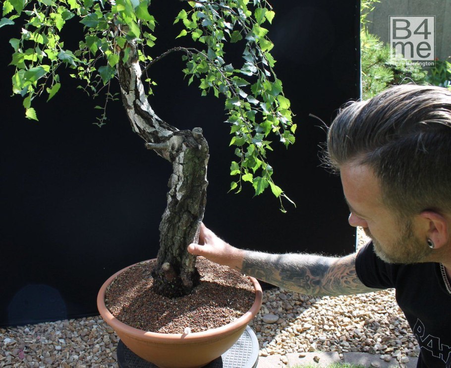 Бонсай Березовая роща