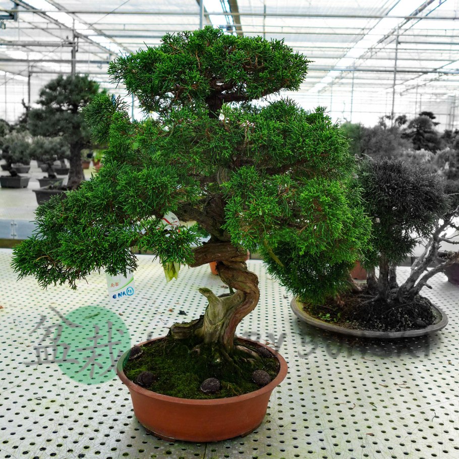 Бонсай осина