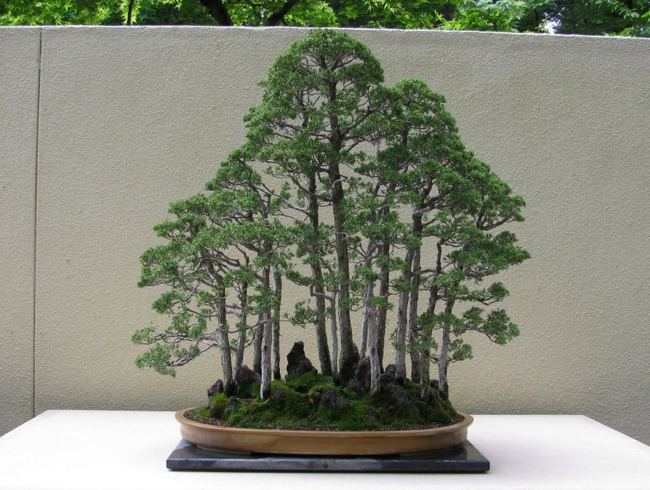 Береза повислая на штамбе