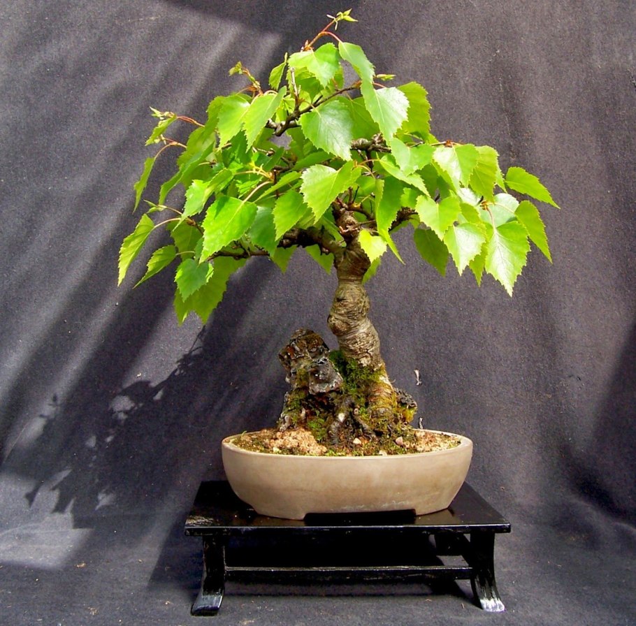 Бонсай Тополь