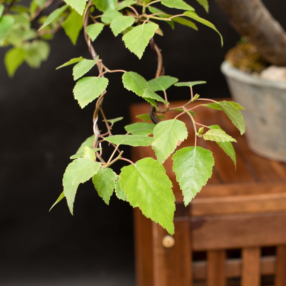 Бонсай Тополь