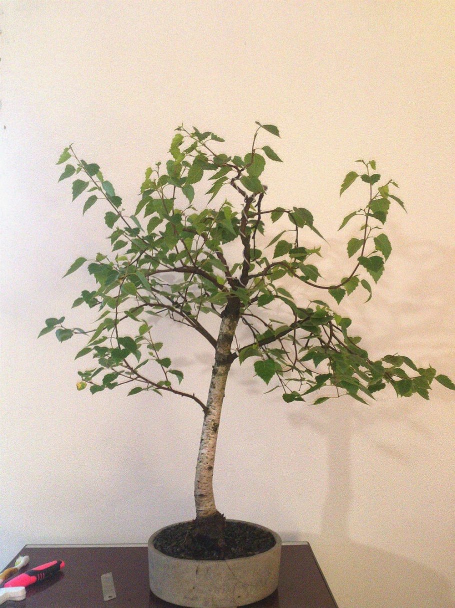 Береза повислая Юнги