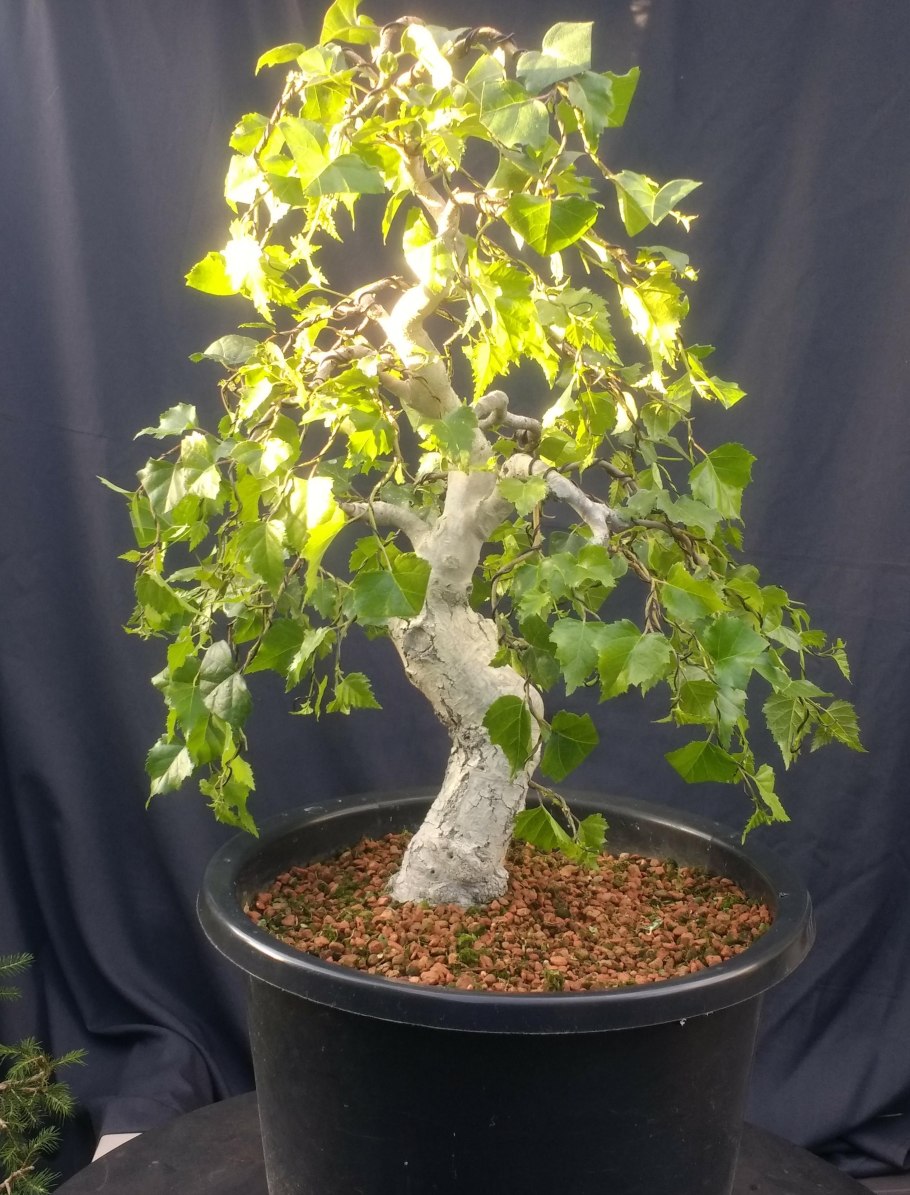 Бонсай Березка