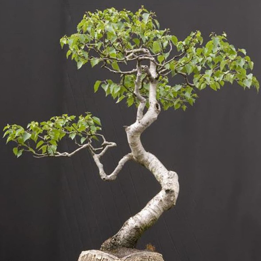 Бонсай Тополь