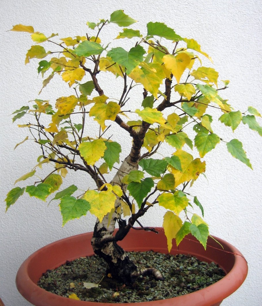 Бонсай Тополь