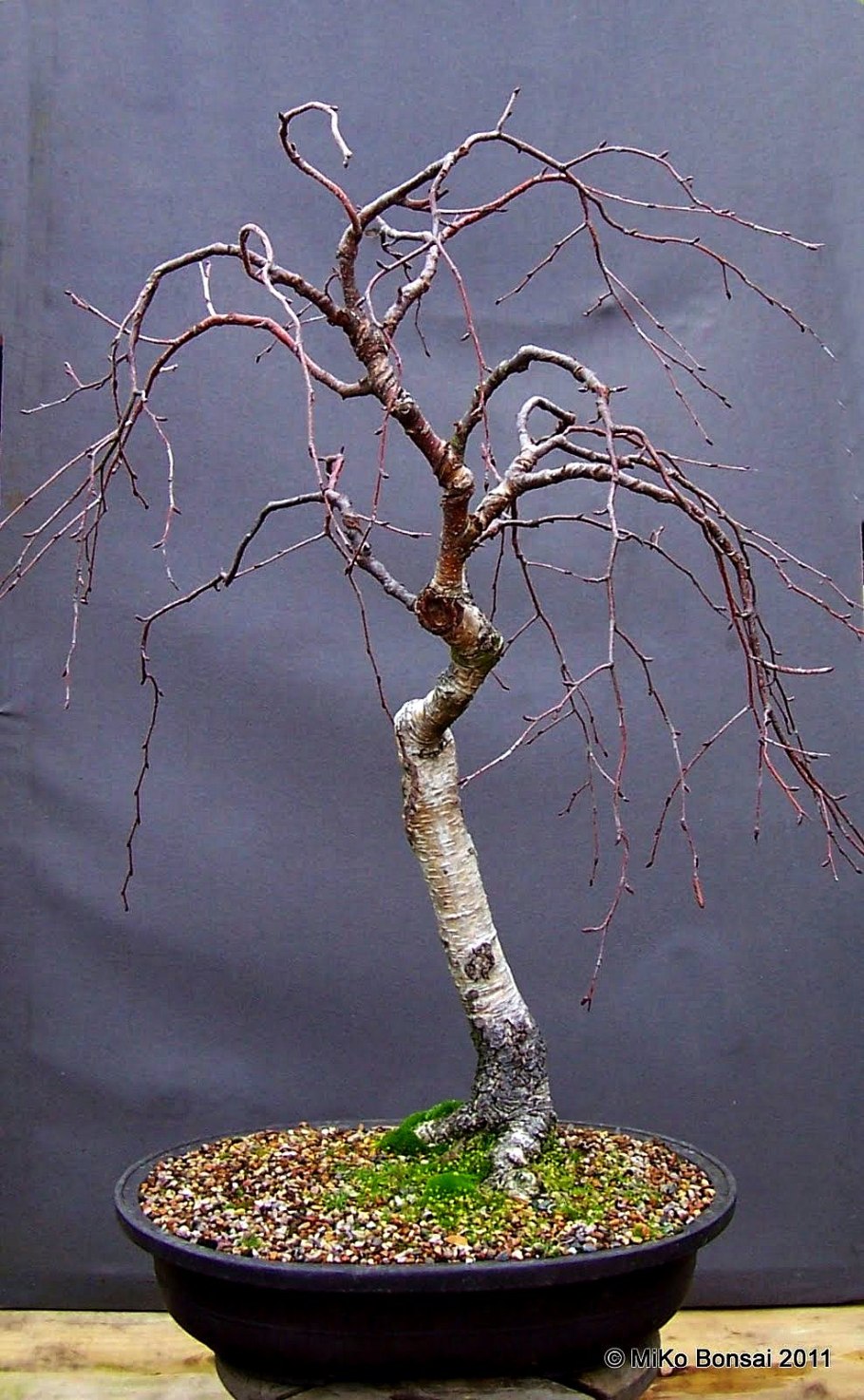 Садовый бонсай из березы