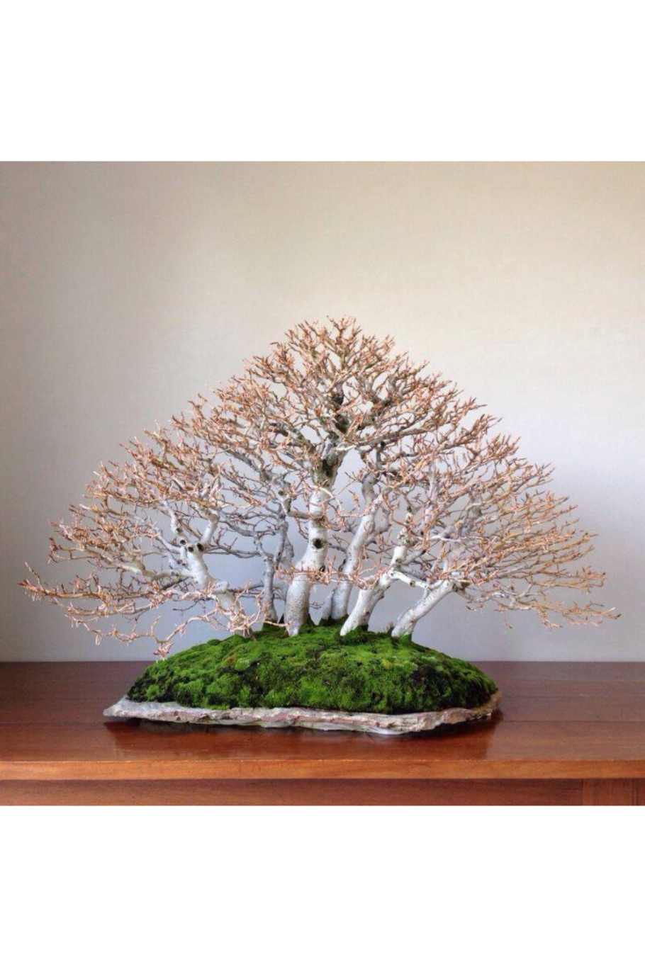 Бонсай береза повислая