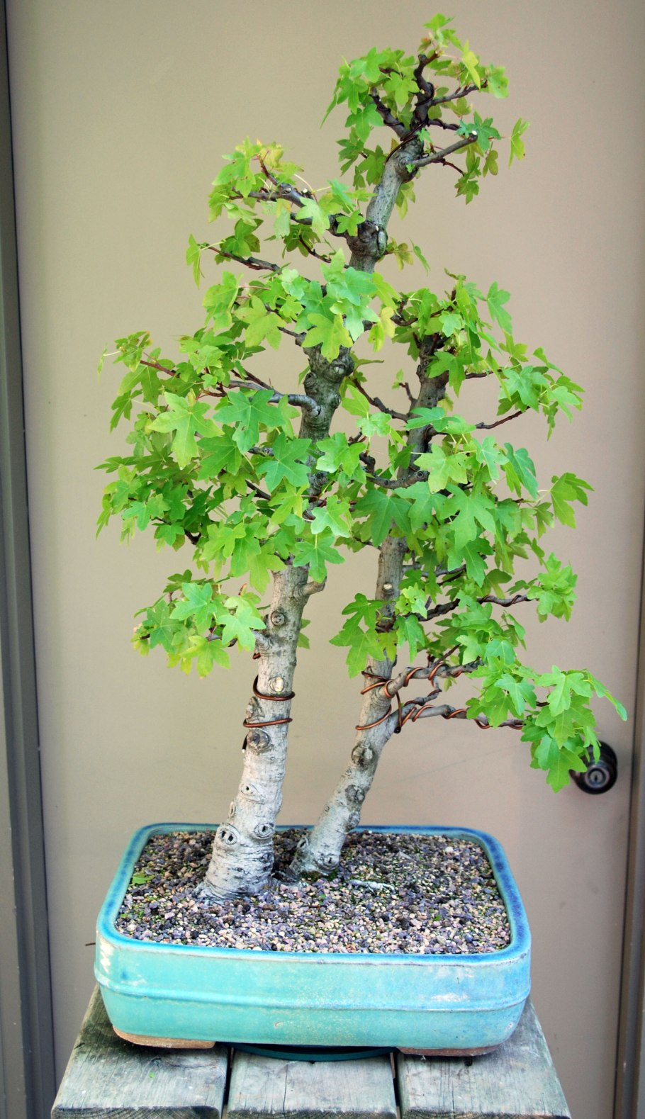 Quercus Ilex бонсай