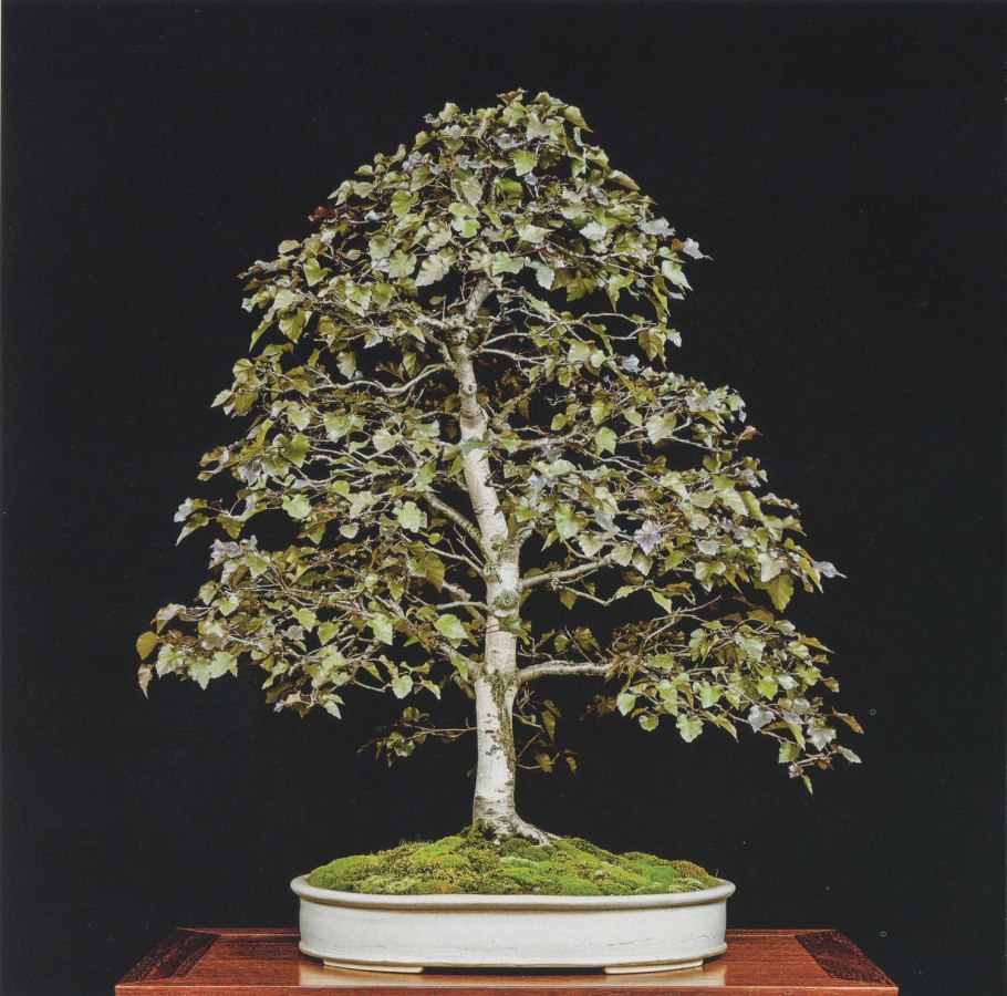 Бонсай береза